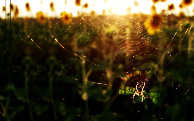 Sunflowers sunset spiderweb gothic macro free wallpaper for desktop - medium preview image