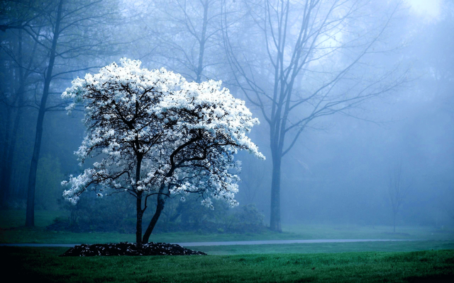 Tree park fog bench foreground #5 free wallpaper for desktop - medium preview image