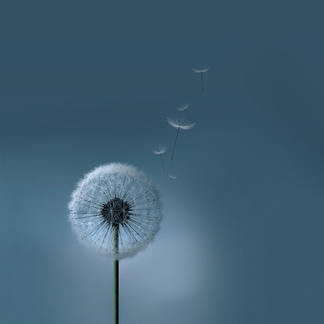 Dandelion blowing wind blue background free wallpaper for tablet - medium preview image