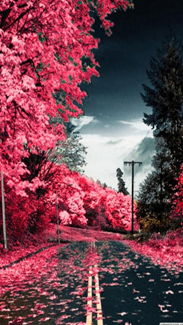 Red leaves street light pink free wallpaper for mobile - medium preview image