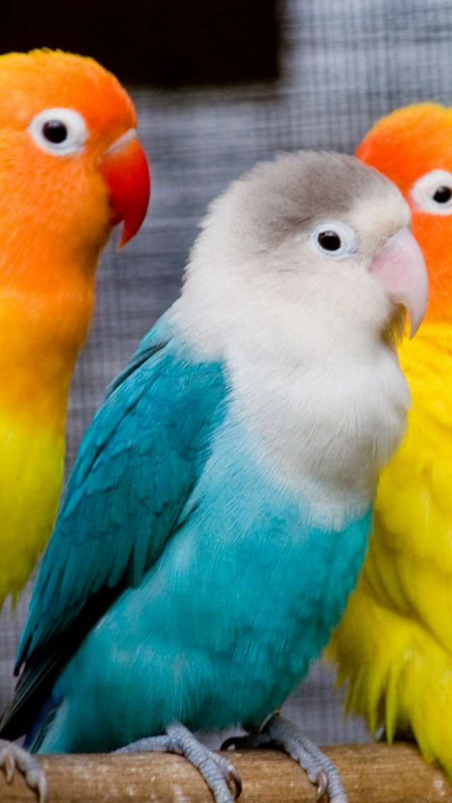 Colorful birds branch cage mesh free wallpaper for mobile - medium preview image