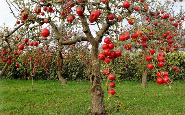 Red apples tree field grass free wallpaper for desktop - medium preview image
