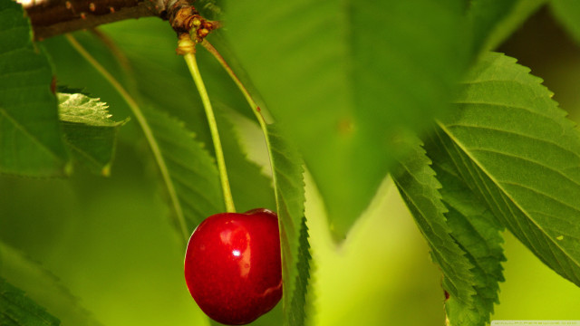 Red berry green leafy tree free wallpaper for desktop - medium preview image