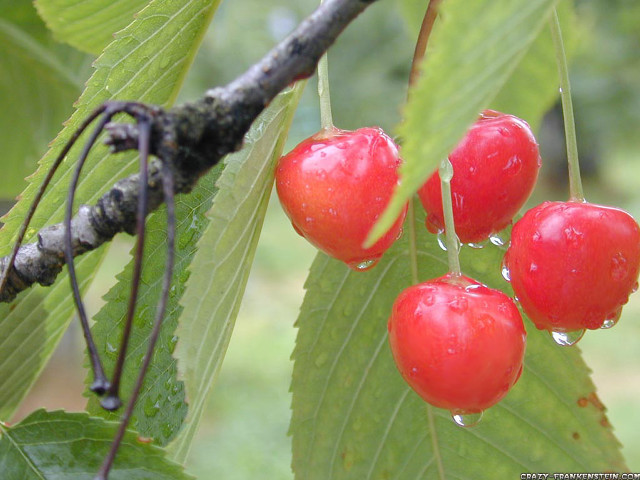 Three cherries hanging from tree free wallpaper for desktop - medium preview image