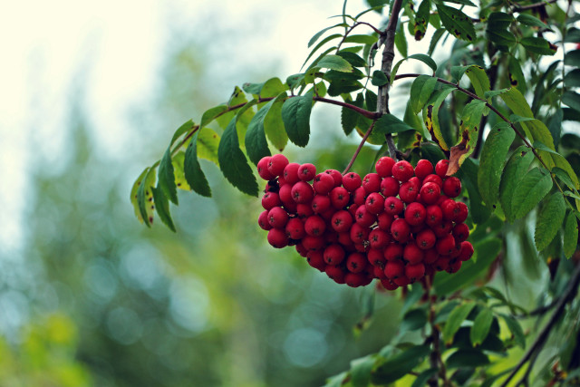 Berries branch leaves sky blurry free wallpaper for desktop - medium preview image