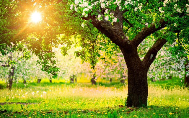 Tree sunshine field grass flowers free wallpaper for desktop - medium preview image