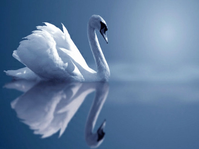 Swan swimming reflection water bright free wallpaper for desktop - medium preview image