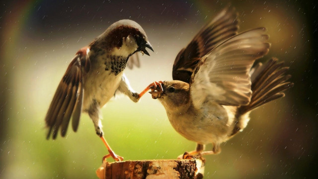 Two birds fighting rain night free wallpaper for desktop - medium preview image