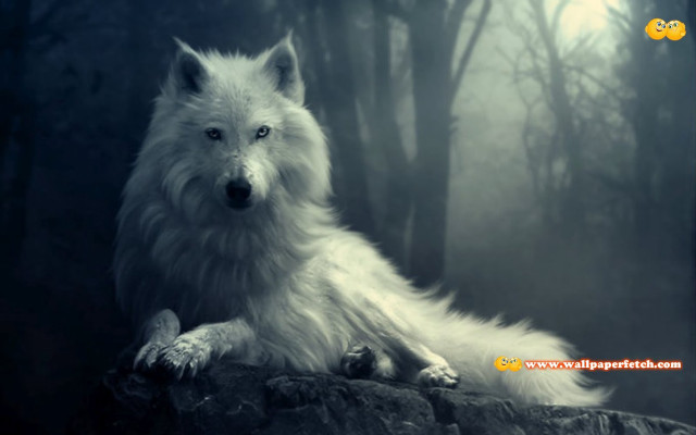 White wolf rock forest foggy free wallpaper for desktop - medium preview image