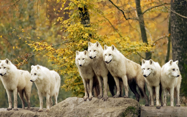 White wolves rock forest fall free wallpaper for desktop - medium preview image