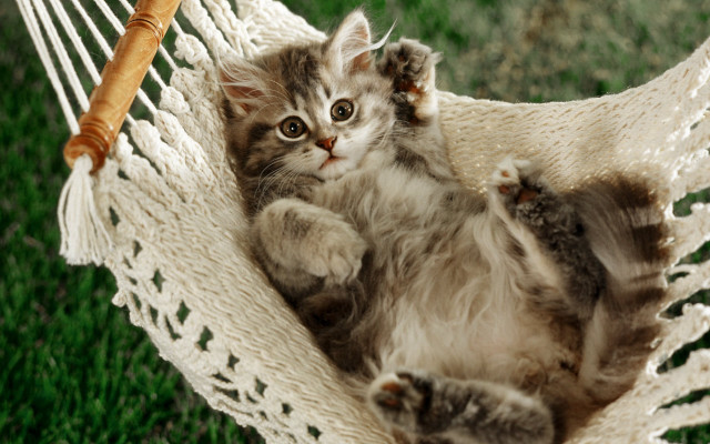 Kitten hammock grass looking camera free wallpaper for desktop - medium preview image
