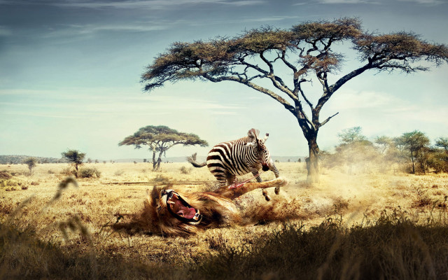 Zebra attacking lion wild trees free wallpaper for desktop - medium preview image