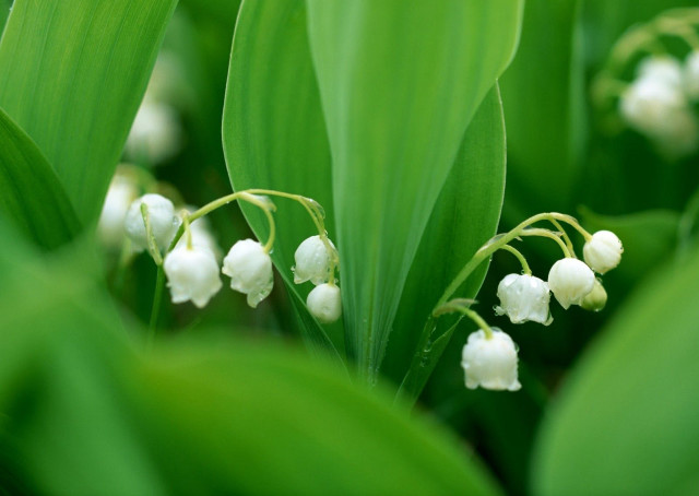 Close up flowers green leaves #2 free wallpaper for desktop - medium preview image
