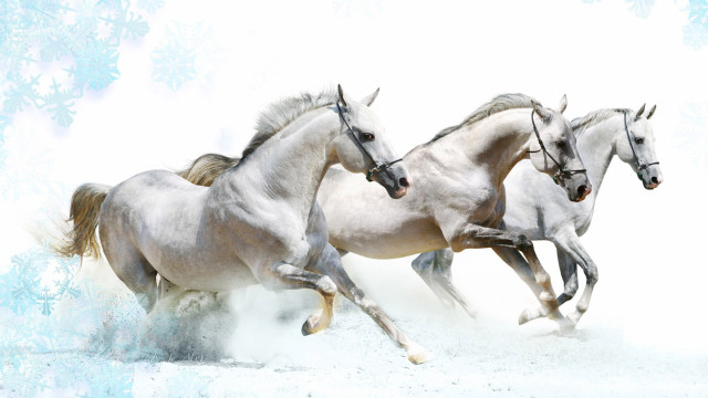 Three white horses snow dogs free wallpaper for desktop - medium preview image