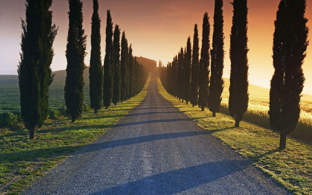 Road trees grass field sunset free wallpaper for desktop - medium preview image