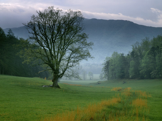 Lone tree grassy field mountains #2 free wallpaper for desktop - medium preview image