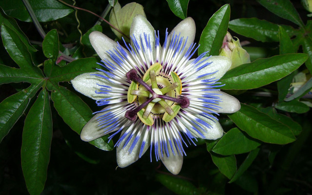 Blue white flower tree branch free wallpaper for desktop - medium preview image