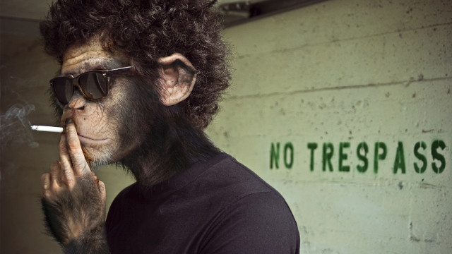 Monkey cigarette no trespass face free wallpaper for desktop - medium preview image