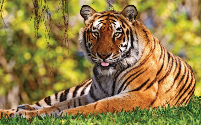 Tiger laying grass tongue out free wallpaper for desktop - medium preview image