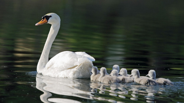 Swan mother babies lake water free wallpaper for desktop - medium preview image