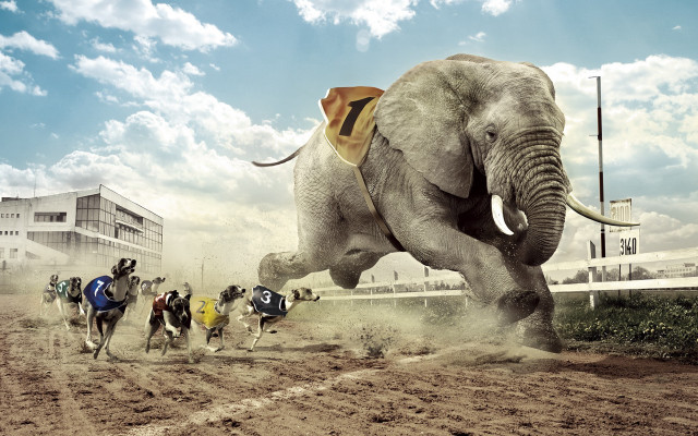 Elephants riding group dirt field free wallpaper for desktop - medium preview image
