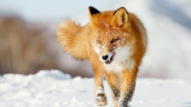 Red fox running through the #3 free wallpaper for desktop - medium preview image