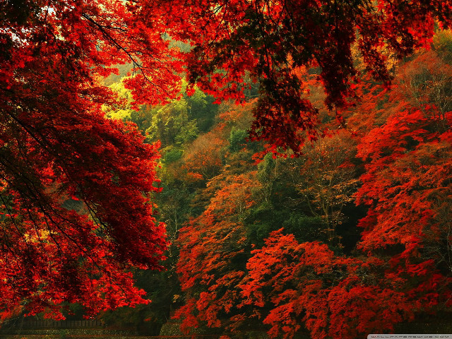 Red forest river autumn leaves free wallpaper for desktop - medium preview image