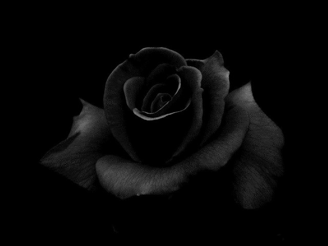 Black rose dark gothic monochrome free wallpaper for desktop - medium preview image