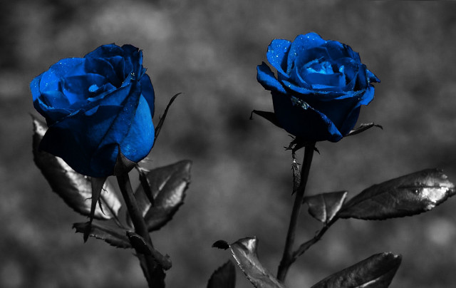Blue roses water droplets gothic free wallpaper for desktop - medium preview image