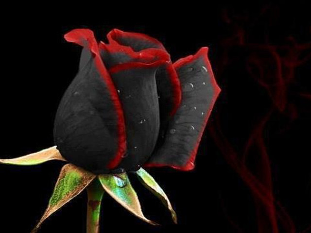 Black rose red tips green free wallpaper for desktop - medium preview image