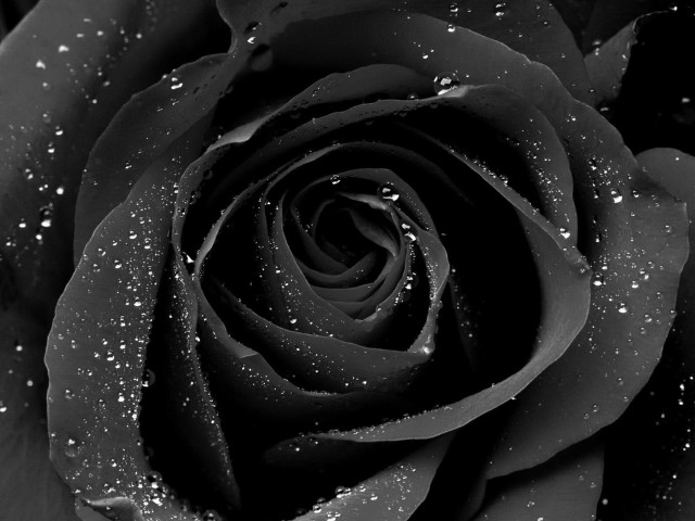 Black rose water droplets black free wallpaper for desktop - medium preview image