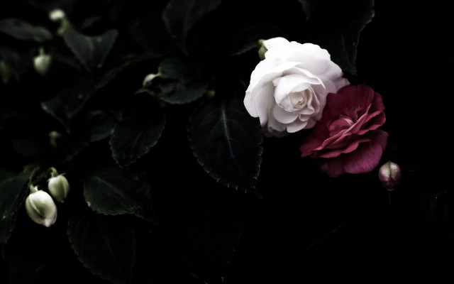 White red rose dark leaves #2 free wallpaper for desktop - medium preview image