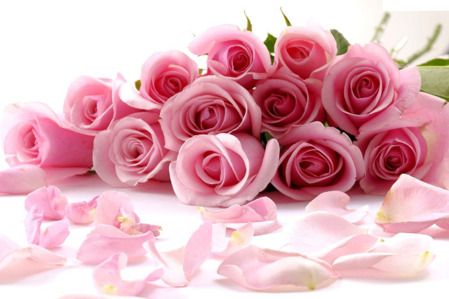 Pink roses scattered petals white free wallpaper for desktop - medium preview image