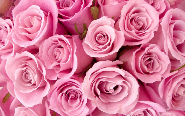 Pink roses bouquet wilting romantic #2 free wallpaper for desktop - medium preview image