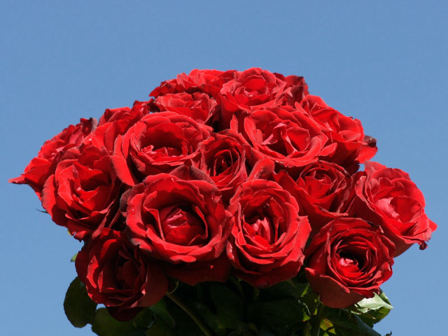 Red roses vase table blue free wallpaper for desktop - medium preview image