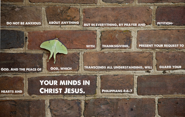 Brick wall green leaf poem free wallpaper for desktop - medium preview image