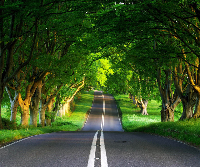 Tree lined road with grass #2 free wallpaper for desktop - medium preview image