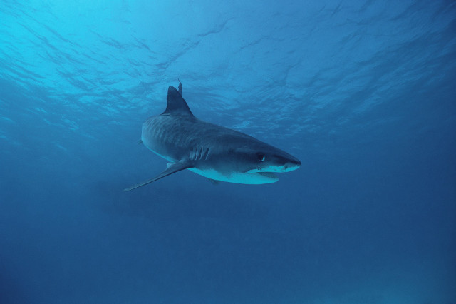 Large shark swimming ocean cameras free wallpaper for desktop - medium preview image