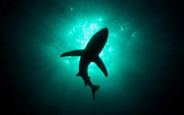 Shark swimming ocean nighttime green free wallpaper for desktop - medium preview image