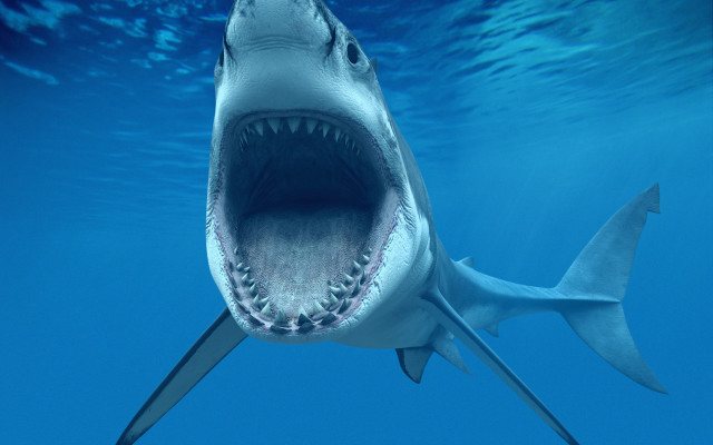 Shark mouth open fish water free wallpaper for desktop - medium preview image