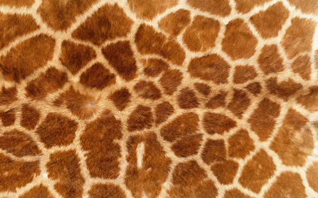 Giraffe pattern brown white colors free wallpaper for desktop - medium preview image