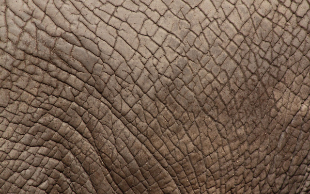 Elephant face trunk lightbrown texture free wallpaper for desktop - medium preview image