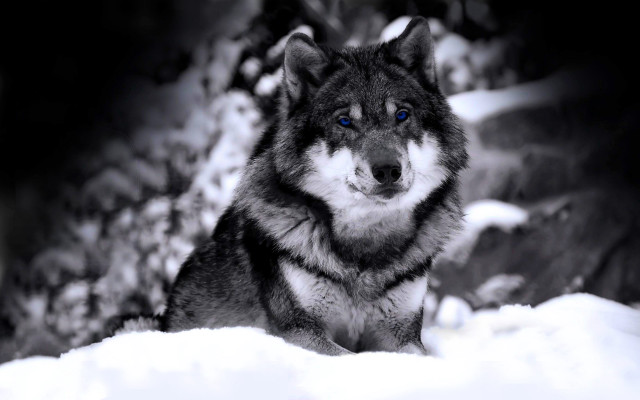 Wolf blue eyes snow woods free wallpaper for desktop - medium preview image