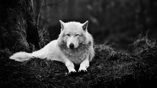 White wolf laying grass forest free wallpaper for desktop - medium preview image