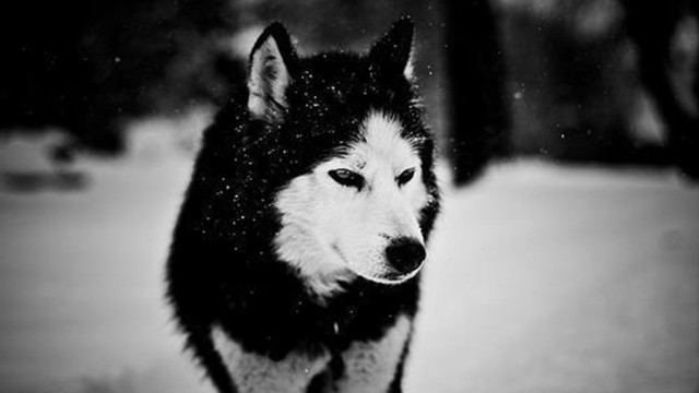 Husky dog walking snow black free wallpaper for desktop - medium preview image