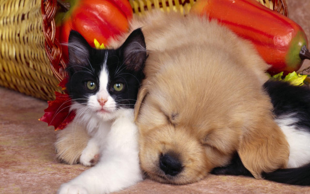 Puppy cat laying floor vegetables free wallpaper for desktop - medium preview image