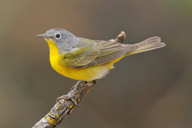 Yellow gray bird branch blurry free wallpaper for desktop - medium preview image