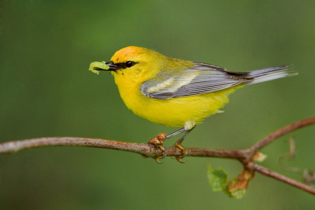 Small yellow bird food branch free wallpaper for desktop - medium preview image