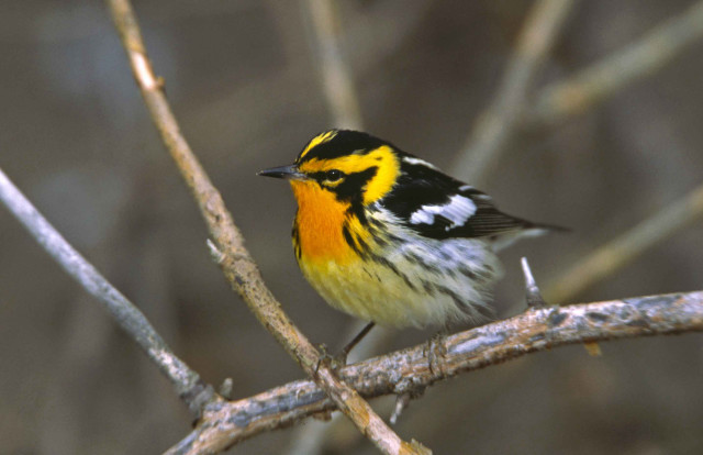 Small yellow black bird branch free wallpaper for desktop - medium preview image