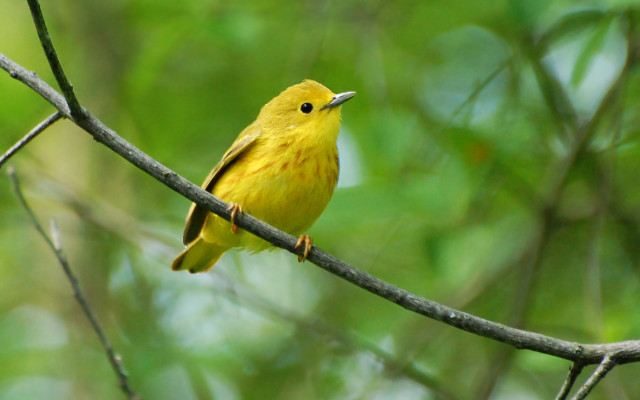 Yellow bird branch tree green free wallpaper for desktop - medium preview image